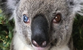 phat-hien-koala-co-2-mau-mat-xanh-nau-hiem-gap-o-australia-230286.html