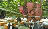 cach-trong-khoai-lang-leo-gian-khong-can-dat-van-boi-thu-cu-va-la-231505.html