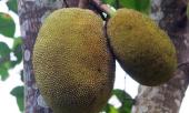 bao-my-dua-tin-ve-thu-hoa-qua-dac-san-o-viet-nam-co-the-cuu-doi-cho-hang-trieu-nguoi-233567.html