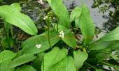 uong-thuoc-nam-de-giam-benh-mo-mau-243641.html
