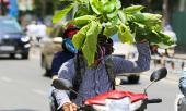 tin-thoi-tiet-ngay-184-bac-bo-nang-nhe-nam-bo-nang-nong-259160.html