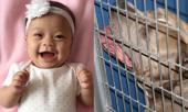 be-gai-6-thang-tuoi-bi-cho-pit-bull-nuoi-9-nam-can-chet-khi-dang-choi-trong-xe-tap-di-262774.html