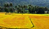 bien-lua-vang-doc-canh-dong-mien-trung-hut-hon-du-khach-299456.html