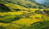 y-ty-mua-vang-thang-canh-ngoan-muc-dat-troi-tay-bac-moi-do-thu-sang-313567.html