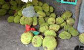 qua-cuu-tinh-tuong-lai-the-gioi-thu-tam-thuong-lan-loc-o-viet-nam-316936.html