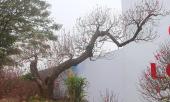 dao-rung-than-muc-gia-hon-tram-trieu-hut-khach-321174.html