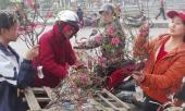 canh-dao-mini-gay-sot-o-ha-noi-322441.html