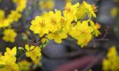 mien-bac-dao-no-bung-mien-nam-hoa-vang-da-khoe-sac-322690.html