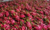 trung-quoc-gay-bien-dong-van-gia-dinh-viet-bat-an-328008.html