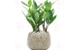 ngay-tet-kiem-cay-nay-de-trong-nha-tai-loc-doi-dao-tien-vang-am-am-keo-den-347146.html