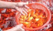 cho-ca-lon-nhat-thu-do-do-ruc-truoc-ngay-le-ong-cong-ong-tao-347737.html