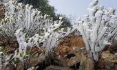 khong-khi-lanh-lien-tuc-tang-cuong-mien-bac-chim-trong-ret-dam-ret-hai-keo-dai-389486.html