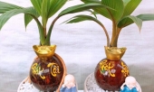 dua-bonsai-mini-la-mat-hut-khach-dip-tet-quy-mao-389694.html