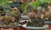van-tue-mini-bonsai-20-nam-tuoi-xuong-pho-phuc-vu-nguoi-choi-tet-quy-mao-2023-390054.html