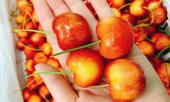 khong-phai-cherry-do-loai-cherry-dac-biet-nay-dang-gay-sot-thi-truong-395710.html