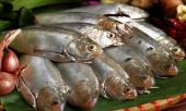 khong-phai-ca-hoi-day-moi-la-3-loai-ca-giau-omega-3-co-loai-nguoi-nhat-an-moi-ngay-396852.html