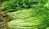 3-loai-rau-nguoi-viet-thich-me-nhung-rat-de-la-o-san-dac-biet-nhat-la-loai-so-1-403406.html