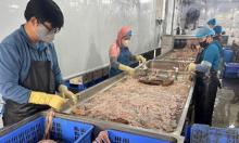 Thu giữ gần 60 tấn lòng lợn đổi màu, bốc mùi hôi thối ở Hà Nội