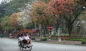 Phố phường Hà Nội đẹp như tranh vẽ mùa cây thay lá