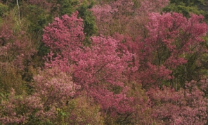 Sắc hoa nhuộm hồng núi rừng Tây Bắc dịp cuối đông