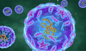 Loại virus bị xoá sổ gần 40 năm trước tại Anh bất ngờ 'tái xuất': Dấu hiệu bệnh là gì?