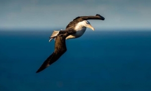Chuyện của chú chim hải âu cô đơn nhất thế giới: Vĩnh viễn không tìm thấy đường về nhà và chuyến hành trình được cả thế giới dõi theo