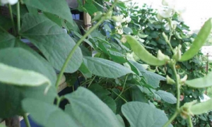 Loại cây 'toàn năng', là thuốc khoẻ dạ dày, bảo vệ thận: Cực quen thuộc trong vườn nhà