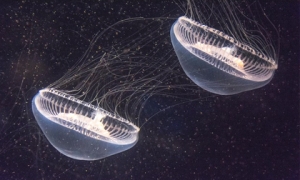 NASA đưa 2.487 con sứa vào không gian: Tốc độ sinh sản tăng gần gấp đôi nhưng xuất hiện điều bất thường này