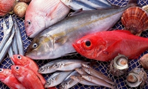 5 loại cá ai cũng nghĩ bổ dưỡng nhưng lại dễ nhiễm thủy ngân: Đặc biệt loại thứ 1 nhiều người yêu thích