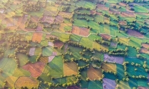 Ghé An Giang mùa lúa chín ngắm nhìn cánh đồng Tà Pạ độc đáo, đủ ô sắc màu