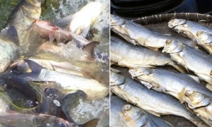 4 loại cá nằm trong danh sách có thể gây ung thư, nếu ăn quá nhiều, ung thư sẽ tìm đến tận cửa 