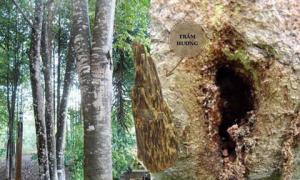 Việt Nam có một loại cây chảy ra 'vàng lỏng', đắt đỏ bậc nhất thế giới: Có nhiều lợi ích cho sức khỏe, đặc biệt là các quý ông