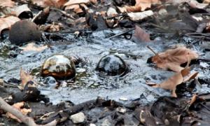 Hồ nước kỳ lạ chứa hàng triệu tấn 'vàng đen', 200 năm khai thác cũng không hết