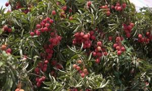 Kỳ tích trồng vải thiều Việt Nam trên sa mạc, cho năng suất 25 tấn/ha