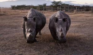 Loài vật quý hiếm bậc nhất hành tinh, chỉ 2 cá thể còn sống trên thế giới