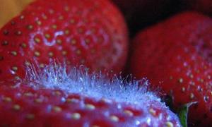 5 loại thực phẩm này khi mốc cực độc, đặc biệt vào mùa hè, nhà nào có thì vứt ngay!