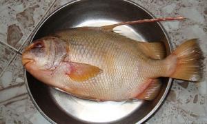 4 loại cá khó nuôi, thịt bổ không tanh, nhà giàu săn lùng từng con: Đi chợ gặp nhớ mua ngay!