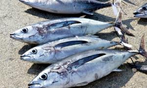 Chuyên gia cảnh báo: 2 loại cá không nên ăn nhiều kẻo nạp toàn thuốc kháng sinh, kim loại nặng vào người