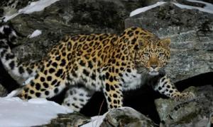 Loài vật quý hiếm, mỗi cá thể có một đặc điểm độc nhất vô nhị: Còn chưa đến 100 con trong tự nhiên