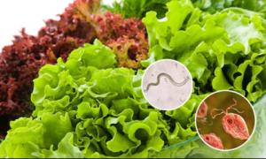 11 loại rau dễ bị nhiễm sán lá gan, bán đầy ngoài chợ Việt, giá chỉ từ 5.000 đồng