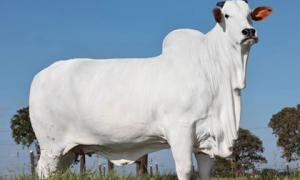 Con bò đắt nhất thế giới có giá lên tới 105 tỷ đồng có gì đặc biệt?