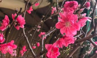 Dự báo thời tiết Tết Nguyên đán Canh Tý: Miền Bắc lạnh và có mưa trong ngày 30 Tết Dự báo thời tiết Tết Nguyên đán Canh Tý: Miền Bắc lạnh và có mưa trong ngày 30 Tết