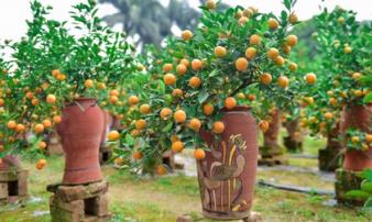 Mua đào, quất chưng Tết đặt đúng vị trí này là 'đắc lộc' Thần Tài, phú quý ắt tự đến Mua đào, quất chưng Tết đặt đúng vị trí này là 'đắc lộc' Thần Tài, phú quý ắt tự đến