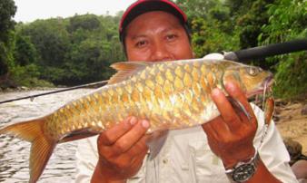 Món ăn đại gia: Món 'vong bất liễu ngư' đắt hơn vàng ròng dành cho giới nhà giàu Món ăn đại gia: Món 'vong bất liễu ngư' đắt hơn vàng ròng dành cho giới nhà giàu