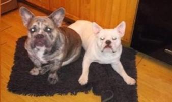 Người phụ nữ ở Mỹ bị chó bulldog mình nuôi tấn công đến chết Người phụ nữ ở Mỹ bị chó bulldog mình nuôi tấn công đến chết