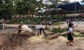 Cây phượng trong sân trường bật gốc, ngã đổ ngay sau khi học sinh ra về Cây phượng trong sân trường bật gốc, ngã đổ ngay sau khi học sinh ra về