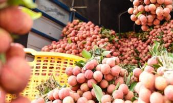 Vải thiều giá rẻ một nửa, người mua vẫn đắn đo Vải thiều giá rẻ một nửa, người mua vẫn đắn đo