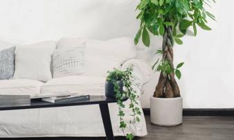 Trồng cây đúng phong thuỷ để hút tài lộc, tiền vàng đổ vào nhà Trồng cây đúng phong thuỷ để hút tài lộc, tiền vàng đổ vào nhà