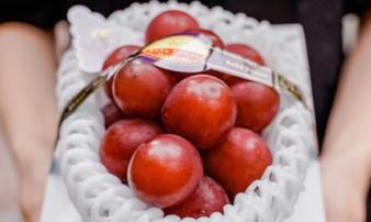 Nửa triệu đồng cho 1 quả nho Nửa triệu đồng cho 1 quả nho