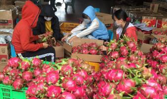 Giá thanh long thấp “kỷ lục”, nhiều nông dân đứng trước nguy cơ mất trắng Giá thanh long thấp “kỷ lục”, nhiều nông dân đứng trước nguy cơ mất trắng
